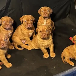 Champ BL/ 8 week old Dogue De Bordeaux pups