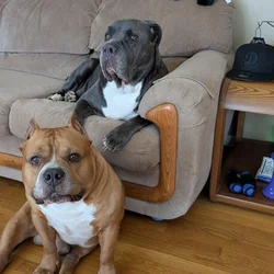 Rehoming 2 dogs asap
