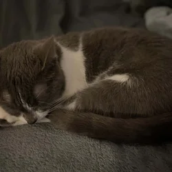 Loving Female Cat Needs Home