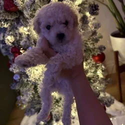 Pure Maltipoo Puppy for sale