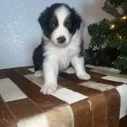 Toy/mini Aussie