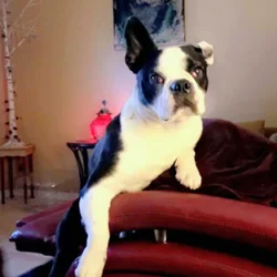 Frenchton Boston & Frenchi mix