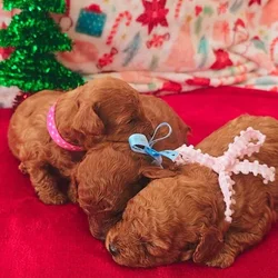 Toy Poodle