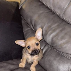 Frenchie Mix