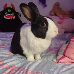 Male dutch bunny in need of a good home!