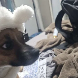 Adorable chiweenie