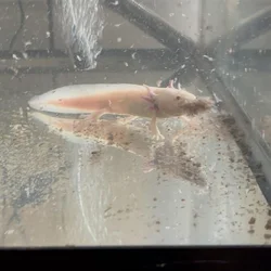 8 inch axolotl‘s