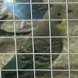Parakeet