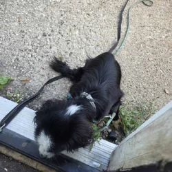 Dog for sale