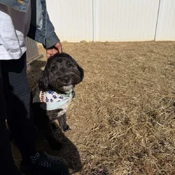 Goldendoodle rehoming
