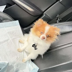 Pomeranian for sell