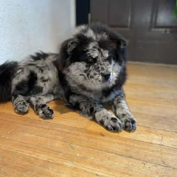 Chow puppy