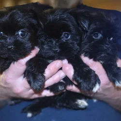 Shorkie Pups