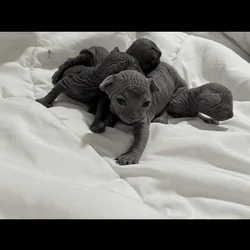 Beautiful Hairless Sphynx Kittens