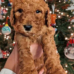 Mini Goldendoodles F2B