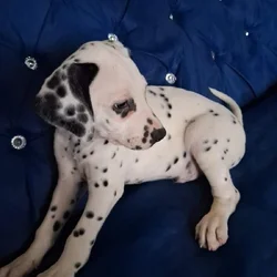 Dalmatian puppies