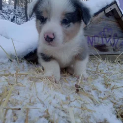 Corgi puppy for Christmas