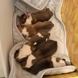 Pembroke corgis