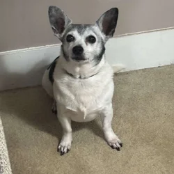 Buddy needs a new home.