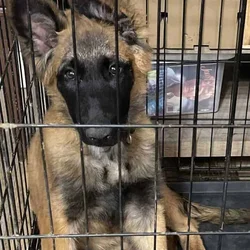 Ziva Belgian Malinois
