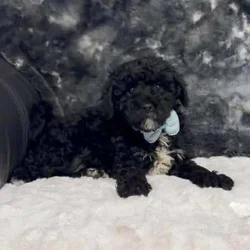 Darling Cavapoo boy