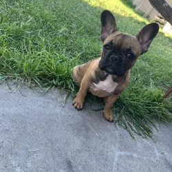 6 year old French bulldog needs to be rehomed