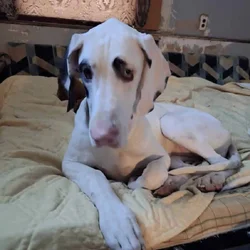 Great Dane puppies for sale