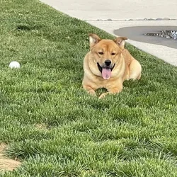 Beautiful Dog looking for forever home