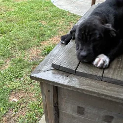 Bully Pups