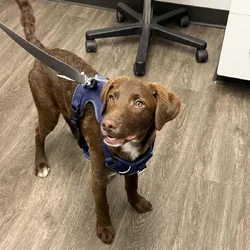 5 month old puppy