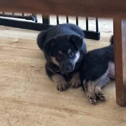 German Shepherd puppies be ready to go for Christm