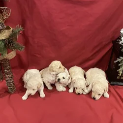 Miniature Poodles