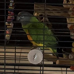 Senegal Parrot Needs a New Home - Includes Cage