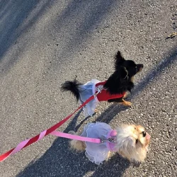Longhair teacup chihuahua