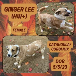 Ginger Lee