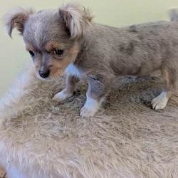 Male blue Merle Chihuahua puppy