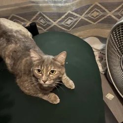 Cat for sale