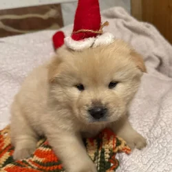 Snowball Chow Chow Cream Male