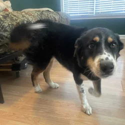 Female Husky/Australian Shepherd