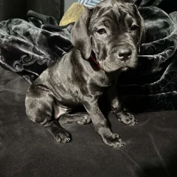 Cane Corso
