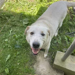 Large white dog needing new home.