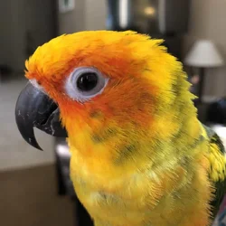 Talking Bird