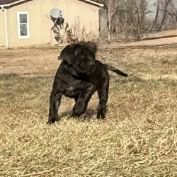English Mastiff Puppies