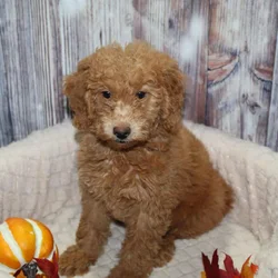 Mini Golden Doodles