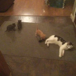 Kittens & Young Cats Need Homes