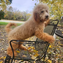 10 month Doodle