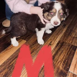 Mini/toy Aussies