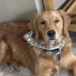 My name is Sammy! Golden Retriever 7 months