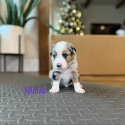 Mini Australian Shepard Puppy (Millie)