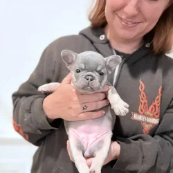 Lilac French Bulldog Puppies – AKC 💜🐾